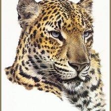 Оригинал схемы вышивки «леопард» (№593721)