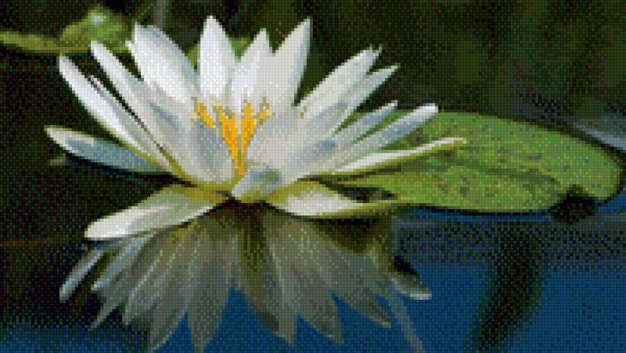 кувшинка - природа, цветы - предпросмотр