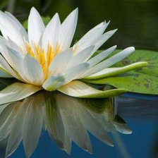 Схема вышивки «кувшинка»