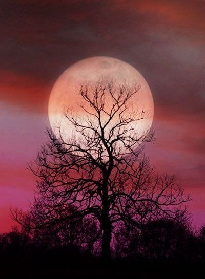 луна - луна, дерево, ночь - оригинал