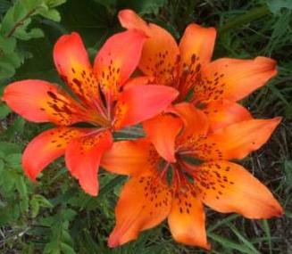 Лилия пенсильванская, даурская - лилия, цветы - оригинал