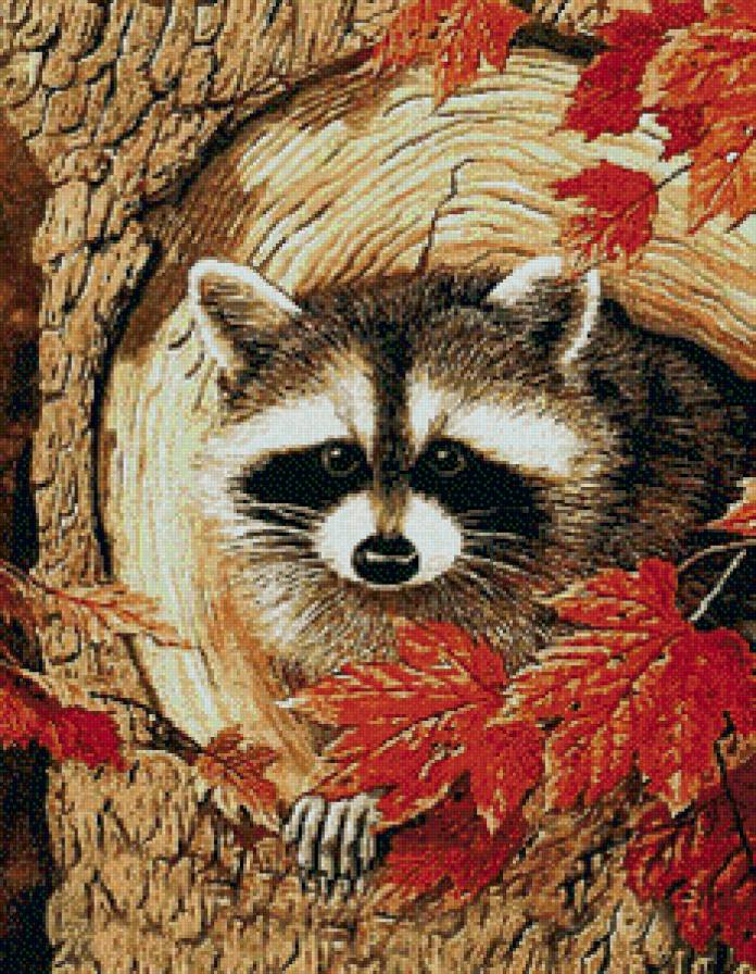 Лапочка - еноты, животные - предпросмотр