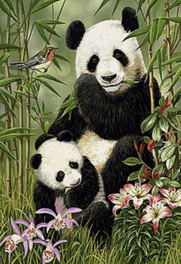 Панды - птички, цветы, тростник, панды, животные - предпросмотр