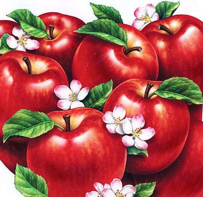 красные яблочки - для кухни - оригинал