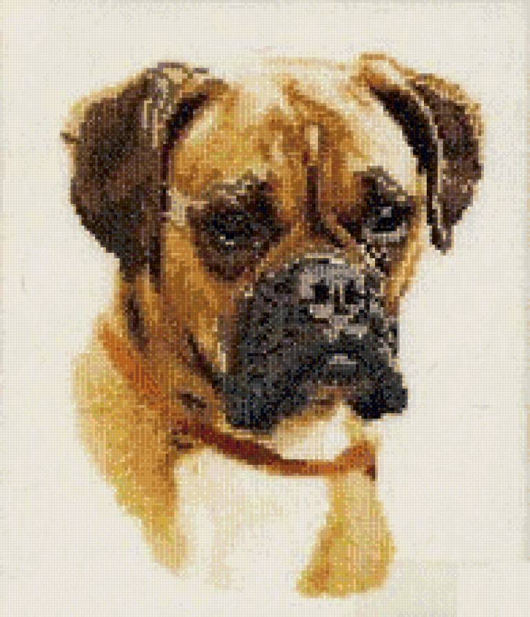 Боксер Тиби - предпросмотр