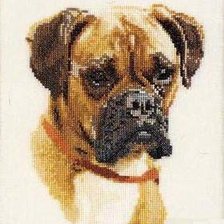 Боксер Тиби