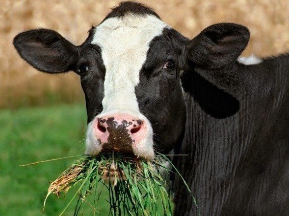 корова - оригинал