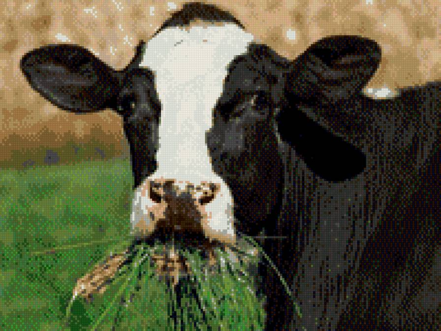 корова - предпросмотр