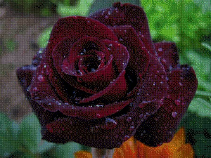 роза бордо - картина цветы - предпросмотр