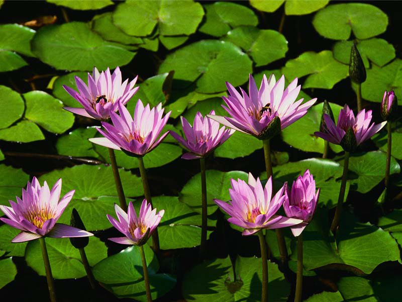 водяные лилии - цветы, лилии - оригинал