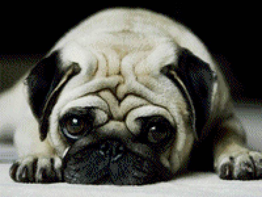 мопсик - животные, мопс, собаки - предпросмотр