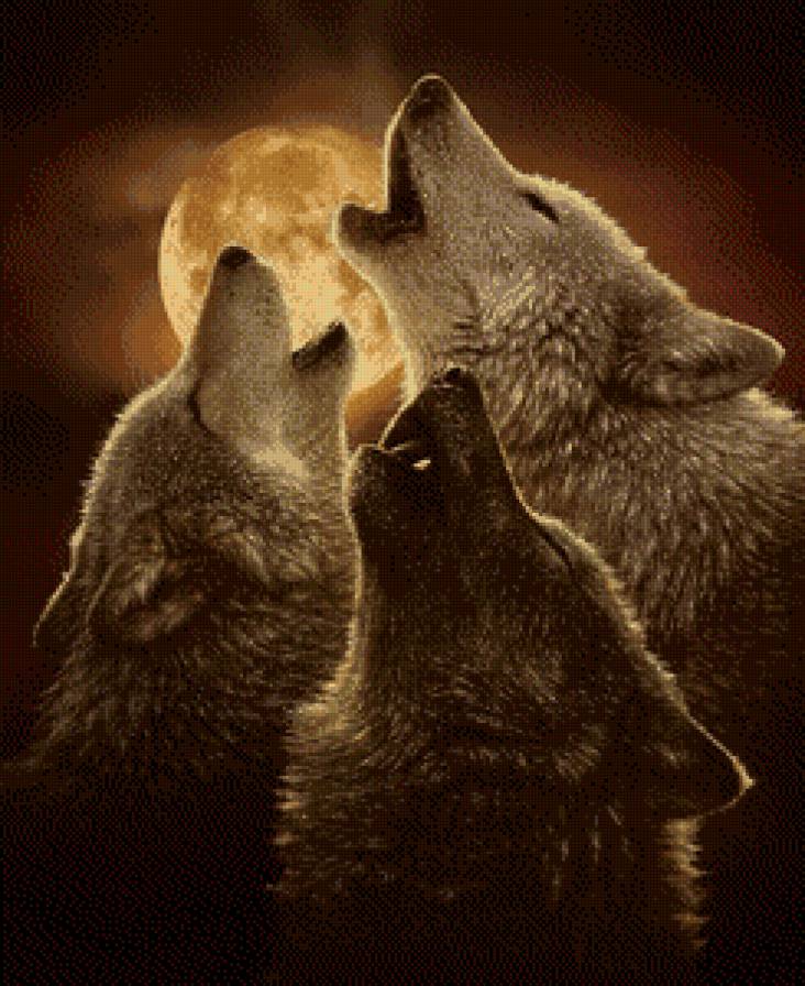 Волки - животные, волк - предпросмотр