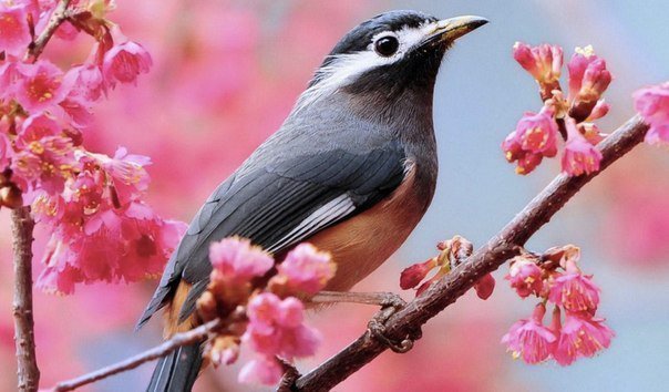 Птичка - цветы, птичка, весна - оригинал