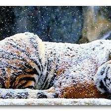 Схема вышивки «тигр под снегом»