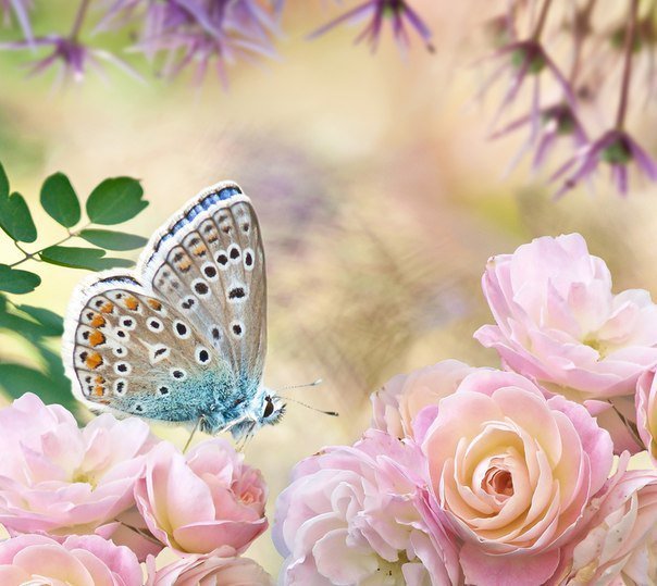 Бабочка - бабочка, цветок, роза - оригинал