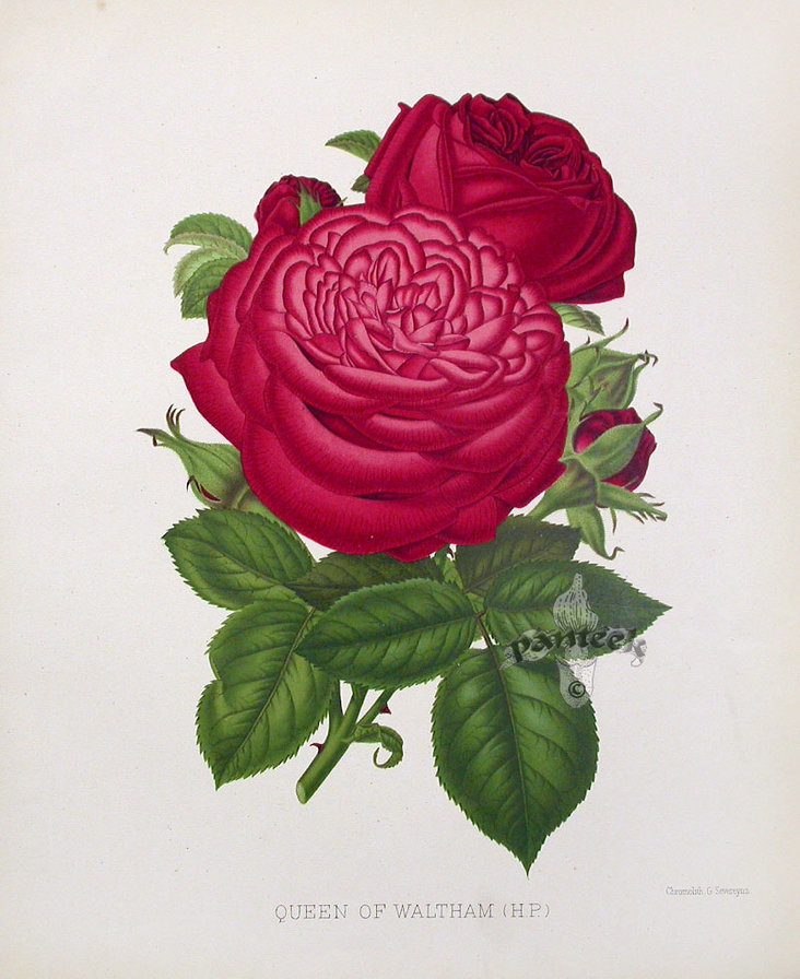 Винтажные розы. - оригинал