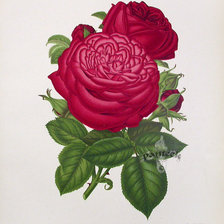 Оригинал схемы вышивки «Винтажные розы.» (№595436)