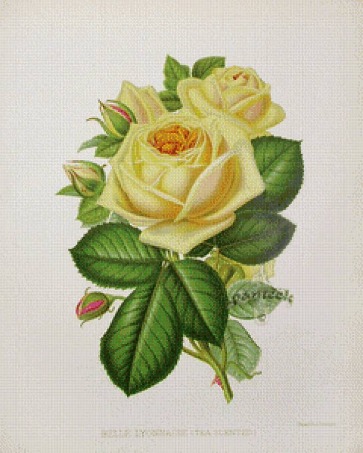 Винтажные розы. - предпросмотр