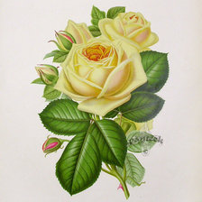 Оригинал схемы вышивки «Винтажные розы.» (№595439)