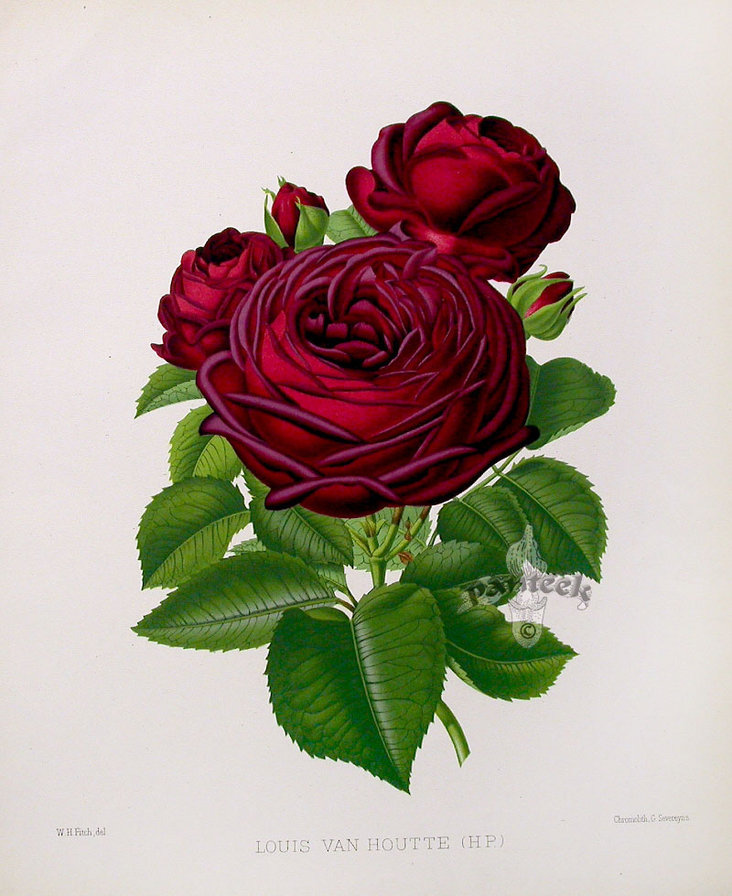 Винтажные розы. - оригинал