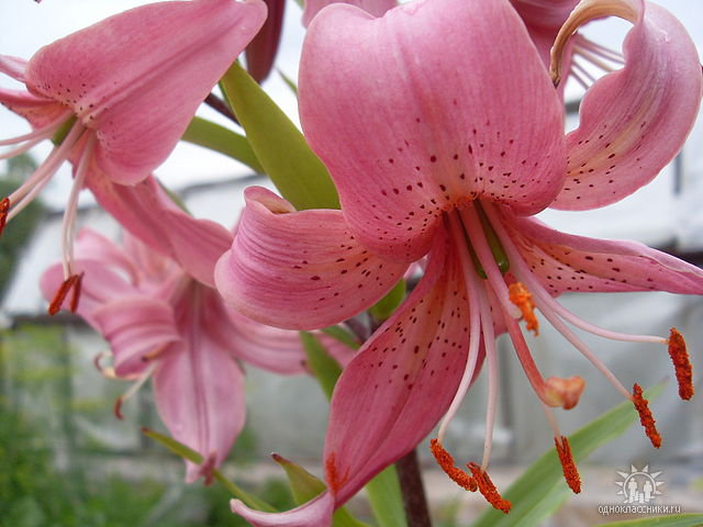 Розовая крапинка - оригинал