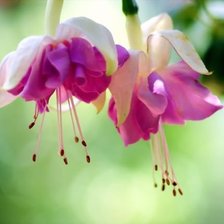 Схема вышивки «фуксия»