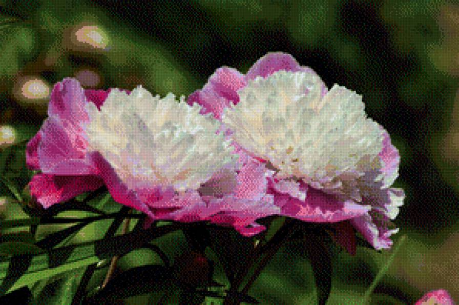 Пионы. - предпросмотр