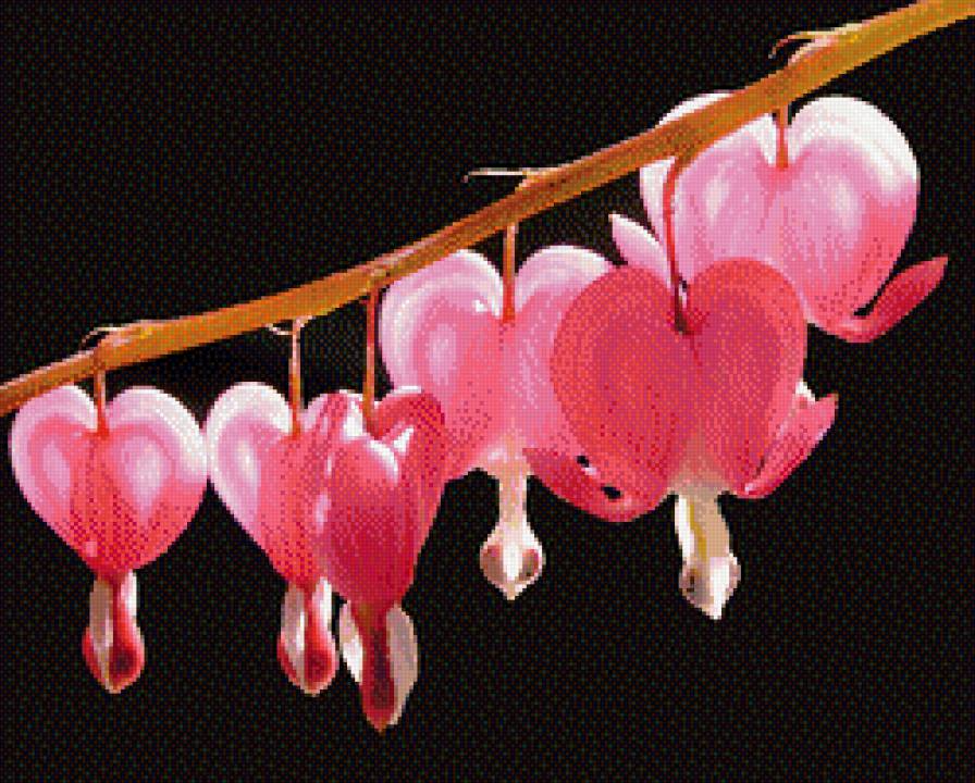 Дицентра - предпросмотр