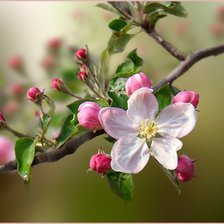 Яблоня в цвету.