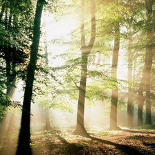 Схема вышивки «Утренний лес»