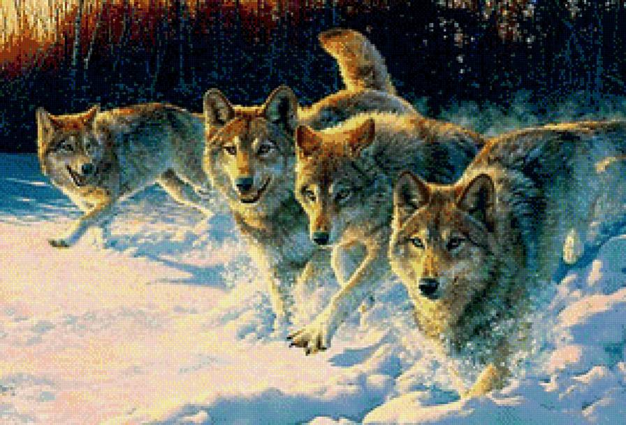 В лучах заката - пейзаж, животные, лес, волки, зима - предпросмотр