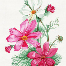 Схема вышивки «Космеи»