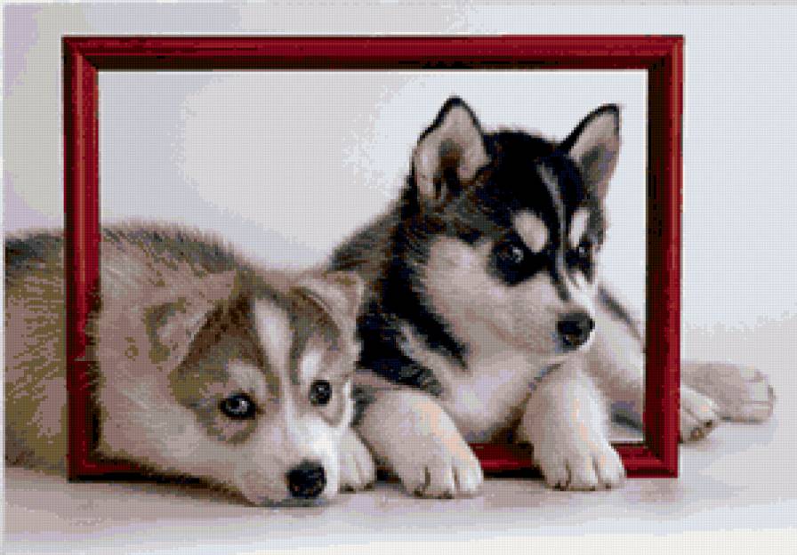 хаски - предпросмотр