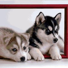 Схема вышивки «хаски»