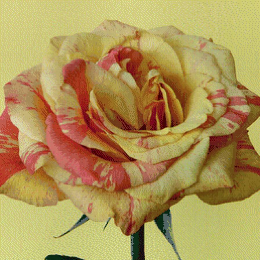 Великолепие розы (делать на черной или красной канве) - красота, роза, цветок - предпросмотр