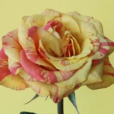 Великолепие розы (делать на черной или красной канве)