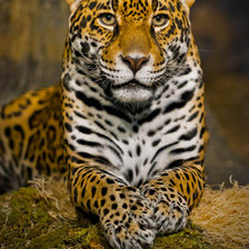 Схема вышивки «Ррр»