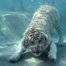Схема вышивки «тигр под водой»