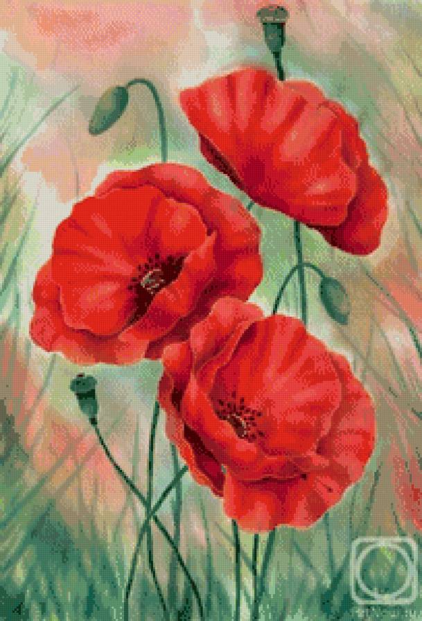 красные маки - маки, цветы - предпросмотр