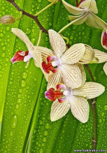 орхидеи в росе - цветы, орхидеи - оригинал