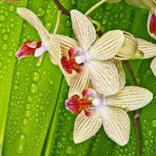 Оригинал схемы вышивки «орхидеи в росе» (№596294)