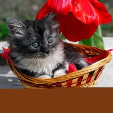 Оригинал схемы вышивки «Кот в корзине» (№596312)