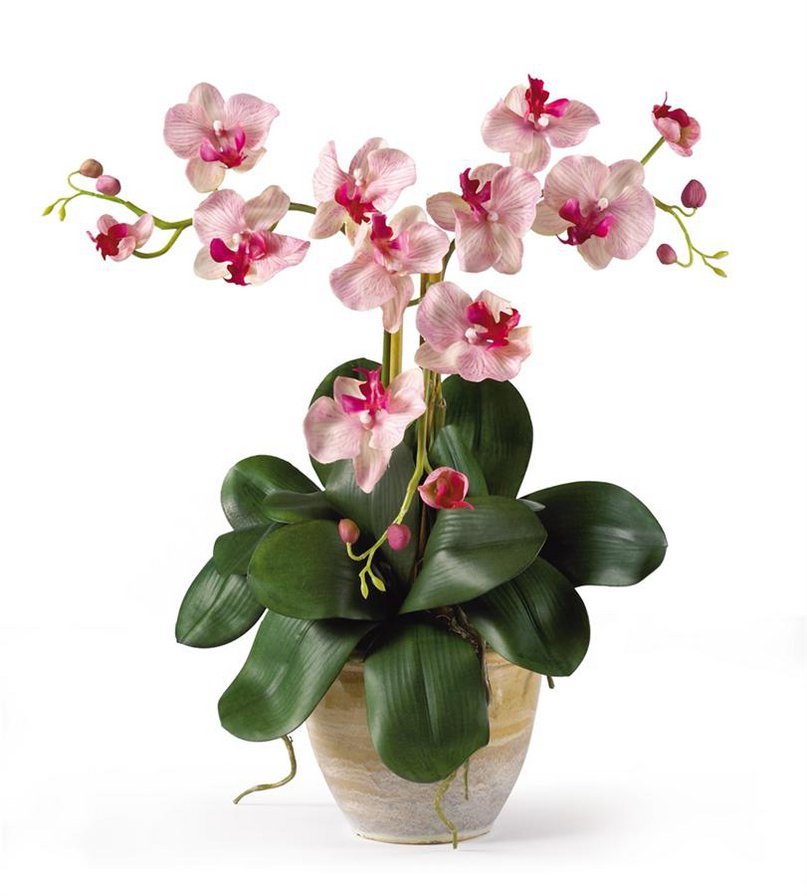 Орхидеи - натюрморт, цветы - оригинал