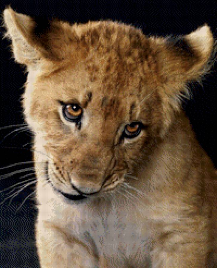 львенок - предпросмотр