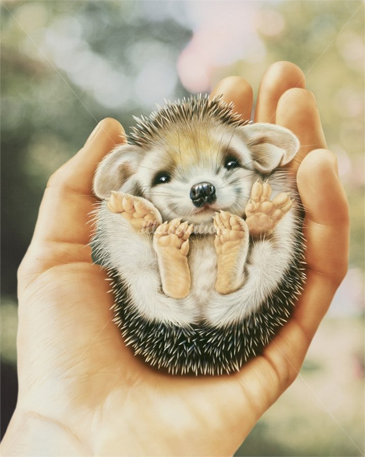 ежик - оригинал