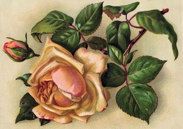 Роза - цветы, натюрморт, розы - оригинал