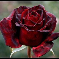 Схема вышивки «Роза»