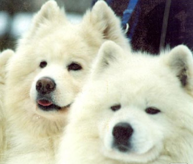 самоедики - животные, самоед, пушистые, семья, собака - оригинал