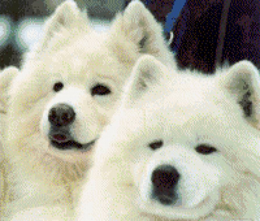 самоедики - животные, семья, пушистые, собака, самоед - предпросмотр