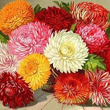 Схема вышивки «айстры»